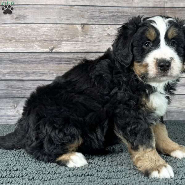 King, Bernedoodle Puppy